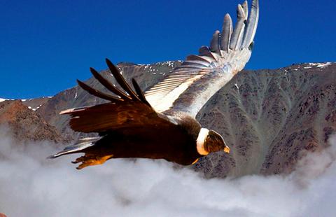Full day tour to Condor Viewpoint at Chonta Peru